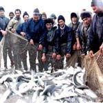 90 تن انواع ماهیان استخوانی در رودسر صید شد