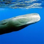 نهنگ‌های بالغ تجربیات خود را آموزش می‎دهند 