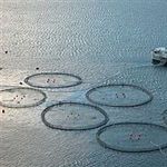 10 قفس پرورش ماهی در مازندران فعال است