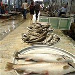 بازارچه عرضه مستقیم ماهی در اهواز راه اندازی می شود 