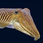 کاهش صید ماهیان مرکب در دریای عمان 