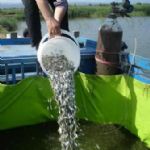 توزیع ۱۶ هزار قطعه بچه ماهی گرمابی در شهرستان نهبندان