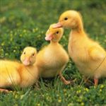 5 هزار اردک در سد رزه رها مي شود
