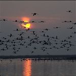 مهاجرت بيش از 40 هزار پرنده به تالاب هاي فارس