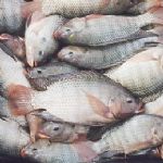 واردات سالانه 9 هزار تن ماهی تیلاپیا به ایران 