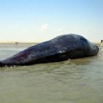 لاشه نهنگ در ساحل منطقه حفاظت‌شده حرا