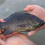 تکثیر ماهی تیلاپیا وضعیت تالاب شادگان را بحرانی کرده است