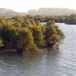 کاشت گونه درختی 'حرا' در چهار استان ساحلی خلیج فارس