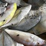 اعمال محدودیت واردات ماهی به نفع کشور نیست 