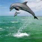 گرمای دریاها بلای جان دلفین‌ها 