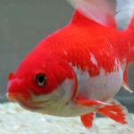 ماهی قرمز کم خطرترین در انتقال بیماری ها، از دست فروش نخرید /گ