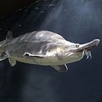 هشدار موسسه تحقیقات علوم شیلاتی به خطر انقراض 20گونه ماهی در خلیج فارس و دریای خزر 