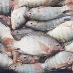 توسعه پرورش ماهی تیلاپیا نیاز روز کشور /گ
