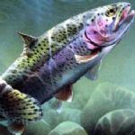 گرانی نهاده های خوراکی آبزیان معضلی برای تولیدکنندگان ماهی 