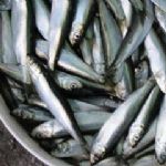 ظرفیت صید 90هزار تن ساردین ماهی در آب های هرمزگان 