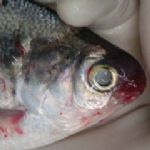 هشدار کارشناس آبزیان دامپزشکی در خصوص احتمال شیوع VHS ماهی های سردابی