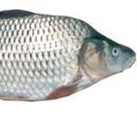 تولید ماهی در اردبیل 20 درصد افزایش یافت 