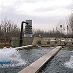 اصفهان رتبه نخست تولید ماهی در استخرهای دو منظوره