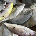 آسیای میانه مقصد مناسبی برای ماهی های پرورشی ایرانی /گ