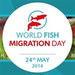 روز جهانی مهاجرت ماهیان برای اولین بار در تقویم زیست محیطی جهان