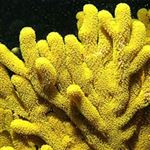 کشف جلبک‌های ناجیِ مرجان‌های دریایی در خلیج فارس 