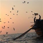 صید میگو در آبهای خلیج فارس آزاد شد
