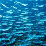 کاهش شانس بقای آبزیان در اقیانوس‌های اسیدی 