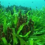گیاهان دریایی در خطر انقراض 