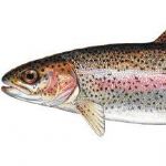تولید ماهی قزل آلا درکهگیلویه وبویراحمد به 14 هزار تن افزایش می یابد