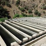 فعالیت 1500 مورد انواع تأسیسات آبی در شیلات همدان