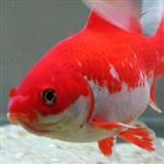 ماهی های قرمز قاتلان زیبای طبیعت 