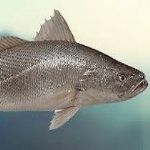 پیش بینی صید 350 تن شوریده ماهیان در هرمزگان 