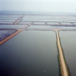 اختصاص 450 هکتار از مزارع خلیج گواتر به پرورش میگو 