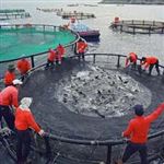 60 هزار قفس پرورش ماهی در دریاهای کشور ساخته می شود