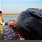 جزئیات بیشتری از لاشه نهنگ پیداشده در نزدیکی جزیره قشم 