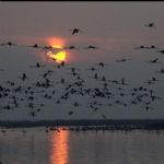 تورهای هوایی صیادان برای نسل‌کشی پرندگان مهاجر