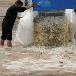 40 هزار قطعه بچه ماهی گرمابی در سد شهید کاظمی سقز رهاسازی شد