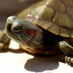 مرگ لاک‌پشت سبز در ساحل بندر عباس