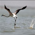 جمعیت پرندگان مهاجر در آبگیرهای خراسان شمالی کاهش یافت
