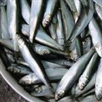 صيد 993 تن ماهي کيلکا در گيلان