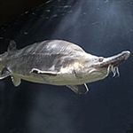 کاهش شدید ذخایر ماهی خاویاری در دریای خزر 
