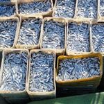 بیش از 2000 تن ماهی کیلکا در مازندران صید و روانه بازار مصرف شد 