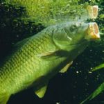 افزایش چشمگیر صید کپور ماهیان در آبهای گلستان 