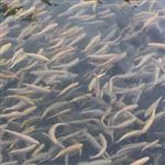 تولید 17 درصد بچه ماهی قزل آلا کشور در استان مرکزی 