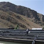استان زنجان در توسعه رشد آبزی پروری استان برتر کشوریست 