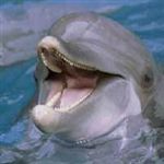 دانشمندان در باره انقراض دلفين ها به نخست وزير نيوزيلند هشدار دادند