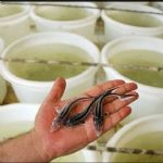 پرورش ماهیان خاویاری فرصت مناسب ارزاوری و ایجاد اشتغال