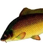 بزرگترین مجتمع پرورش ماهیان گرم‌ آبی کشور در لرستان کلنگ‌زنی شد