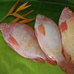 دستورالعمل واردات ماهی تیلاپیا تک جنسی در دست تهیه است
