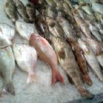 واردات ماهی ارزان خارجی به بازار صید صدمه می زند /گ